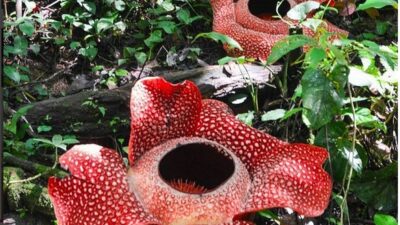 aturan masuk habitat bunga rafflesia