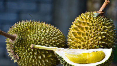 pencinta durian